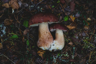 Aumentano i casi di intossicazione da funghi nel Vercellese, l’ispettorato micologico della Asl lancia l’allarme